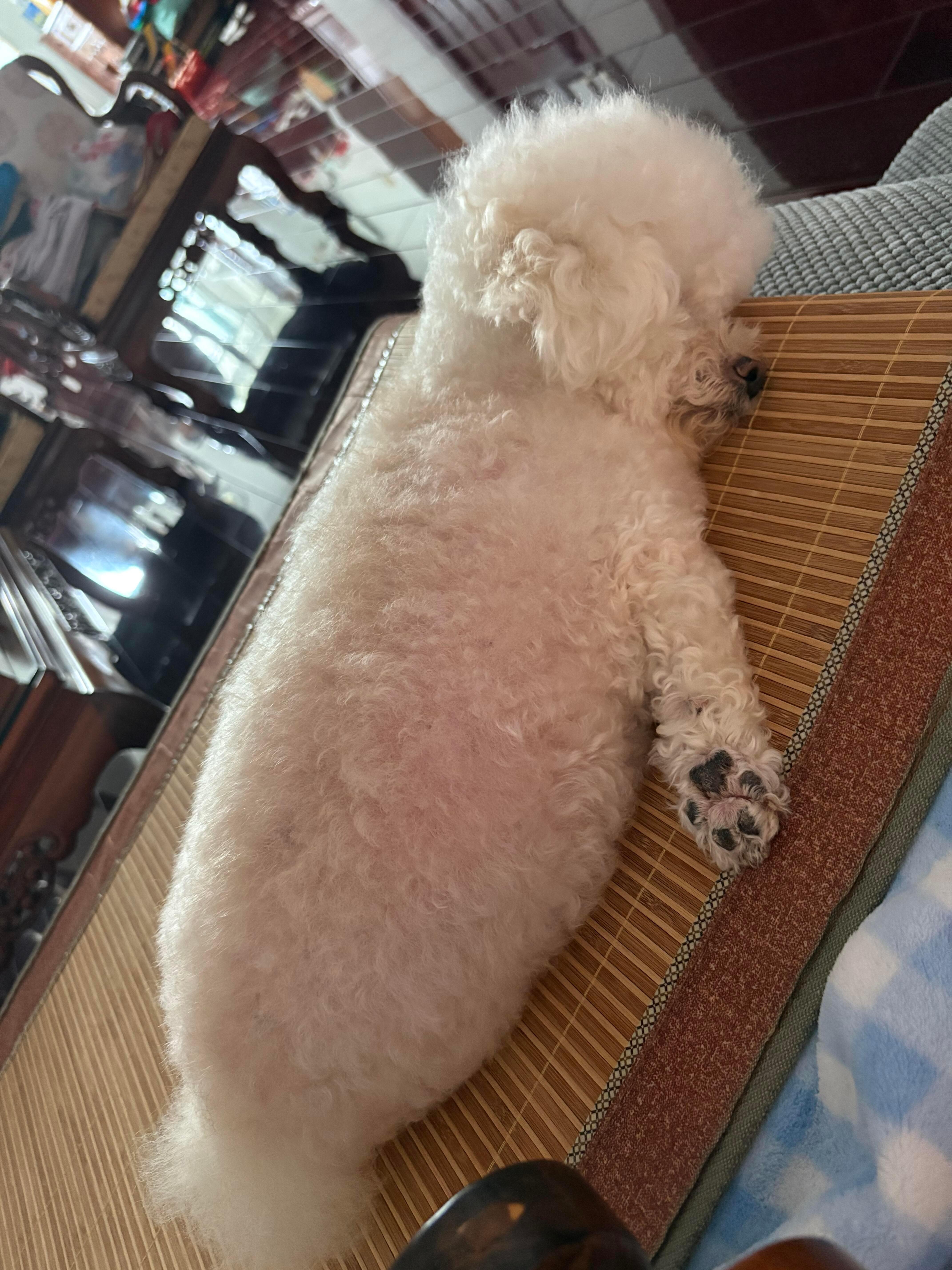 小狗睡觉睡成了海豹 ​​​