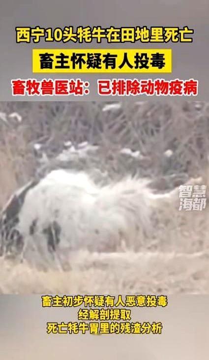 十头壮硕的牦牛，一夜之间，全没了。
嘴边还挂着白沫，死得整整齐齐。
那个叫才旦的