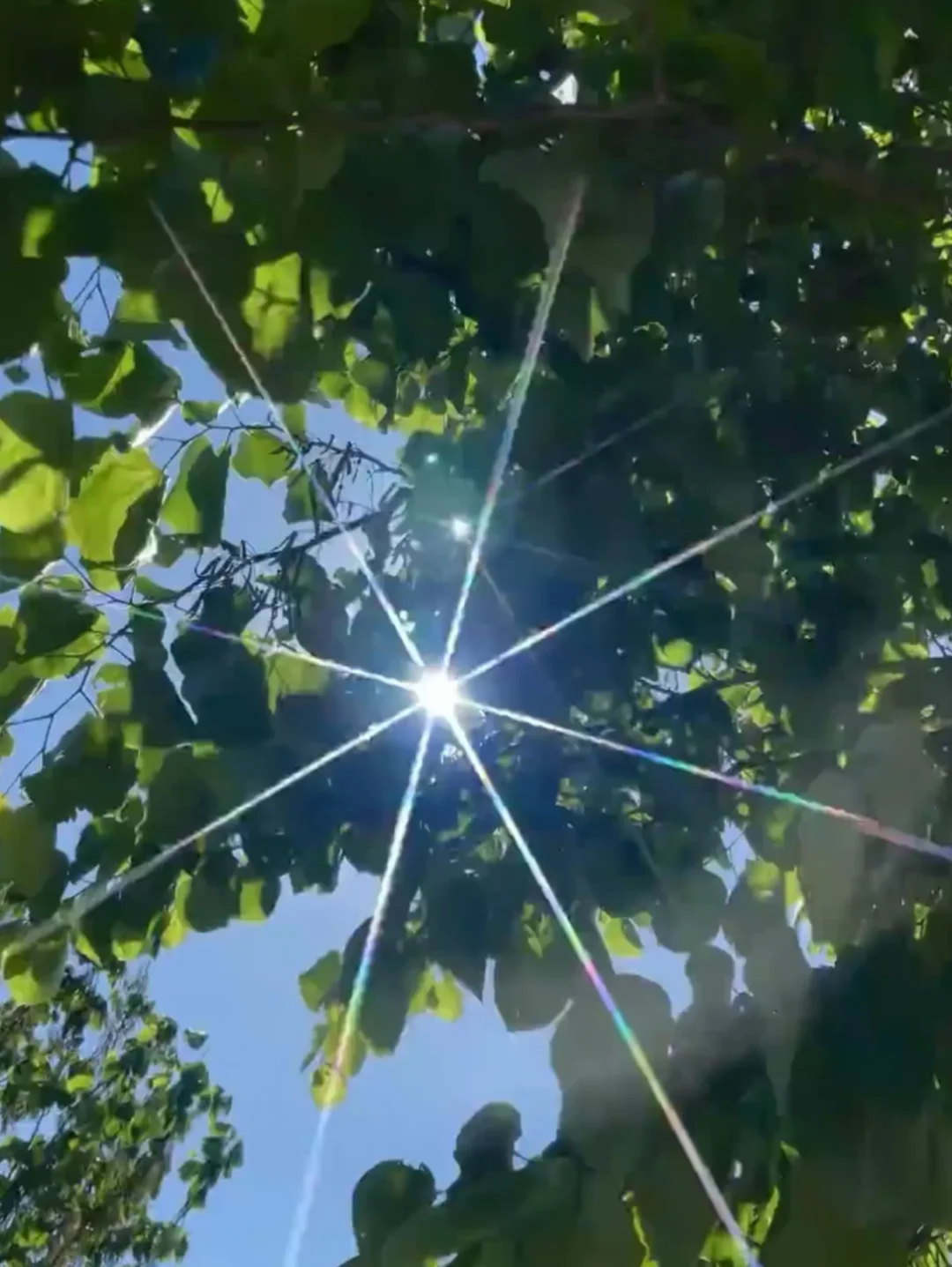 发现，绿植的光是星星✨
