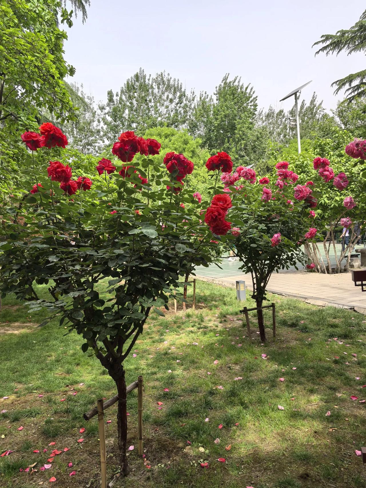 这是我们社区的羽毛球场旁边的月季花盛开的美丽风景线！共欣赏！