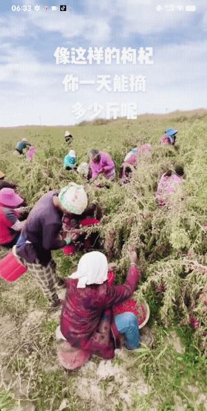 宁夏的枸杞地里，藏着这个时代最让人心酸的一幕。
 
正午的太阳把地面烤得发烫，一