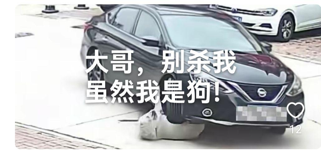 狗 减肥 10月2日，浙江杭州，128 斤胖狗躺路中间被路过车辆碾压毫发无损，这