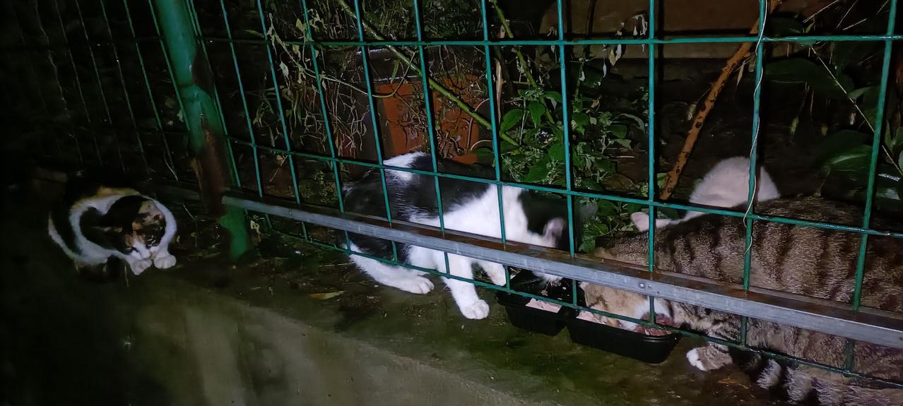 又下雨了，垃圾站小白猫今晚缺席，小橘白猫还在，没有猫霸王出现，几只流浪猫相处和谐