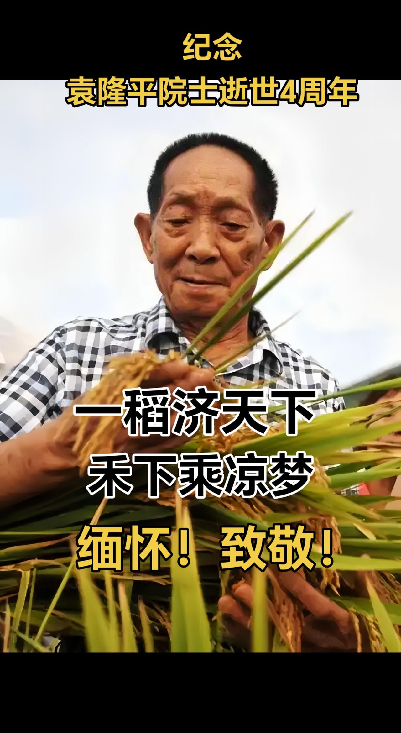 纪念袁隆平院士逝世4周年。缅怀！致敬！
