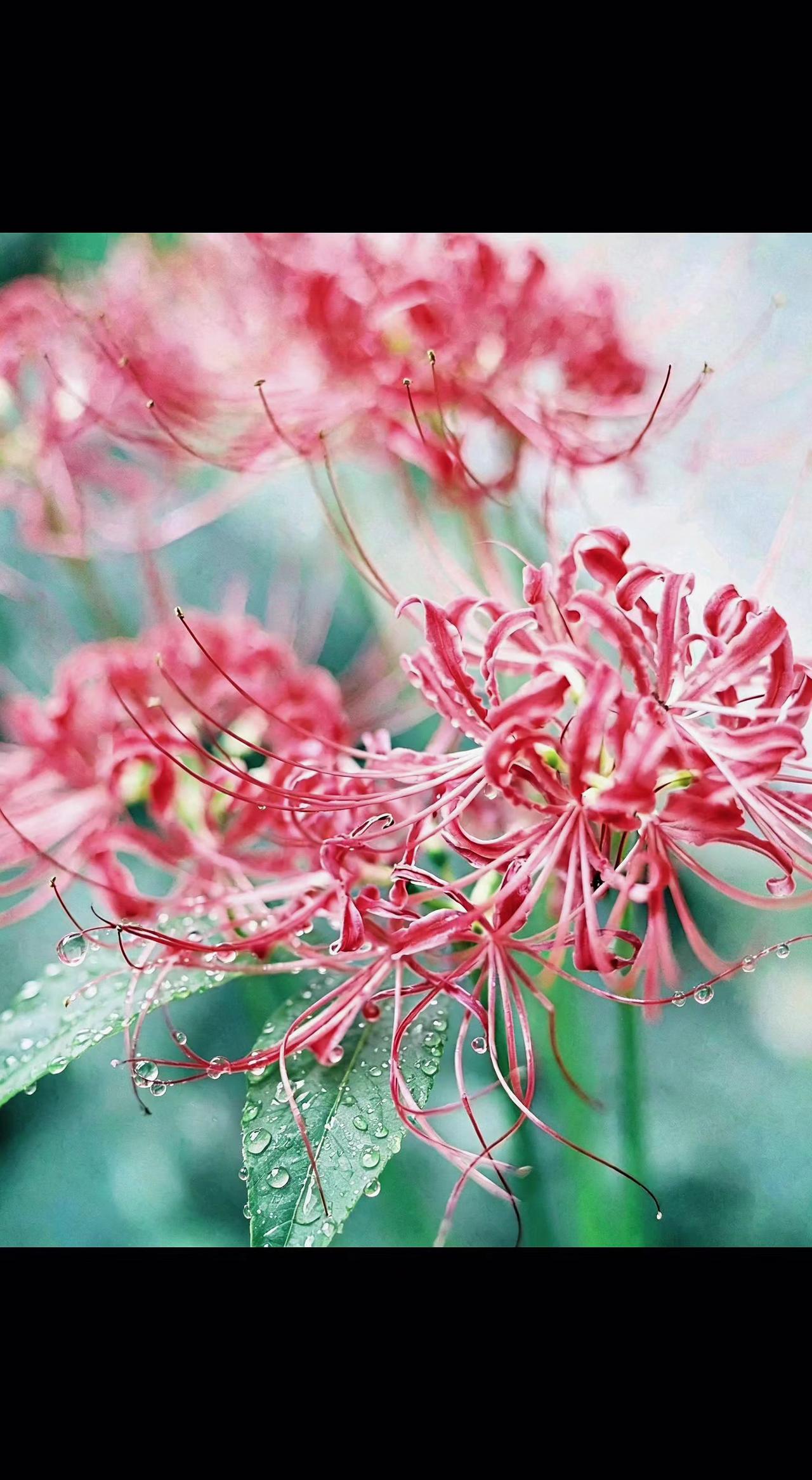💧红丝垂露诉离殇，花叶轮回守诺长。彼岸花开，是遗憾也是圆满🌸