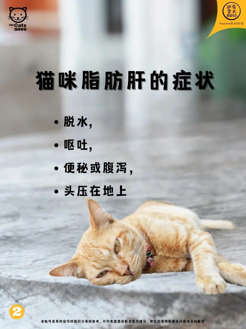 猫咪脂肪肝的症状