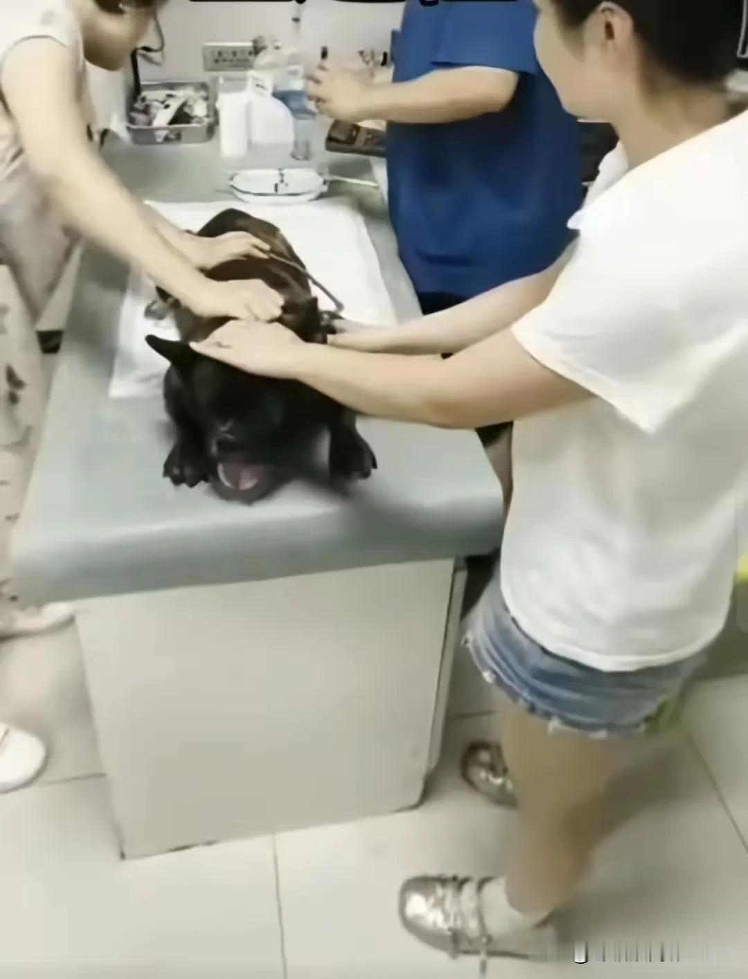 狗狗年龄大了，下半身瘫痪，大小便失禁，经常弄的满屋子都是屎尿。主人不得不带它去宠