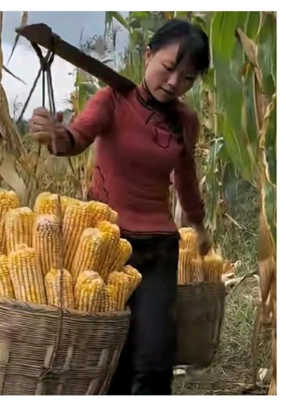 挑“玉米”
山坡地上种玉米；
车拉玉米上不去；
只能用人双肩挑；
一担一担往家运