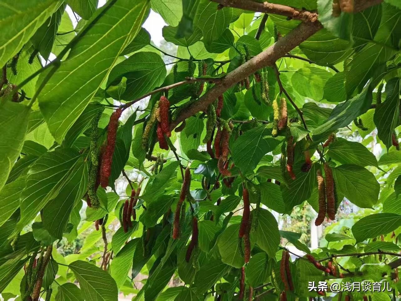 春天带娃出门，总能挖到些不起眼却超实用的小好物。
最近发现一种长果桑葚，比普通桑