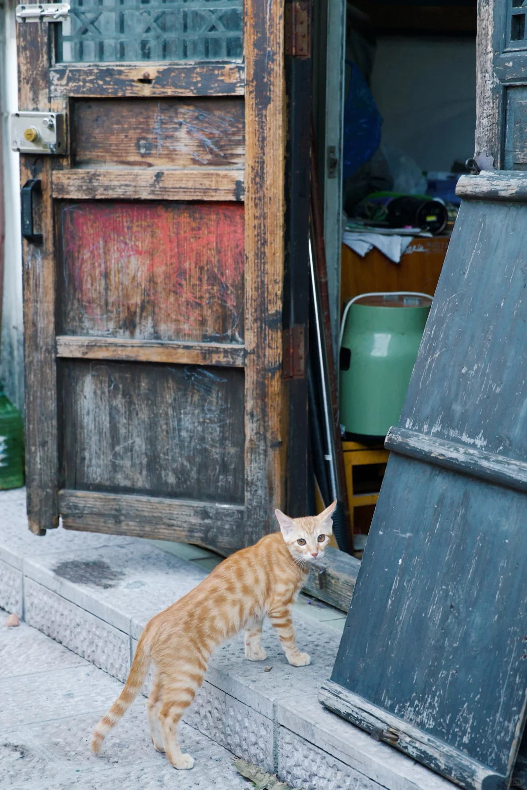 今日偶遇🐈