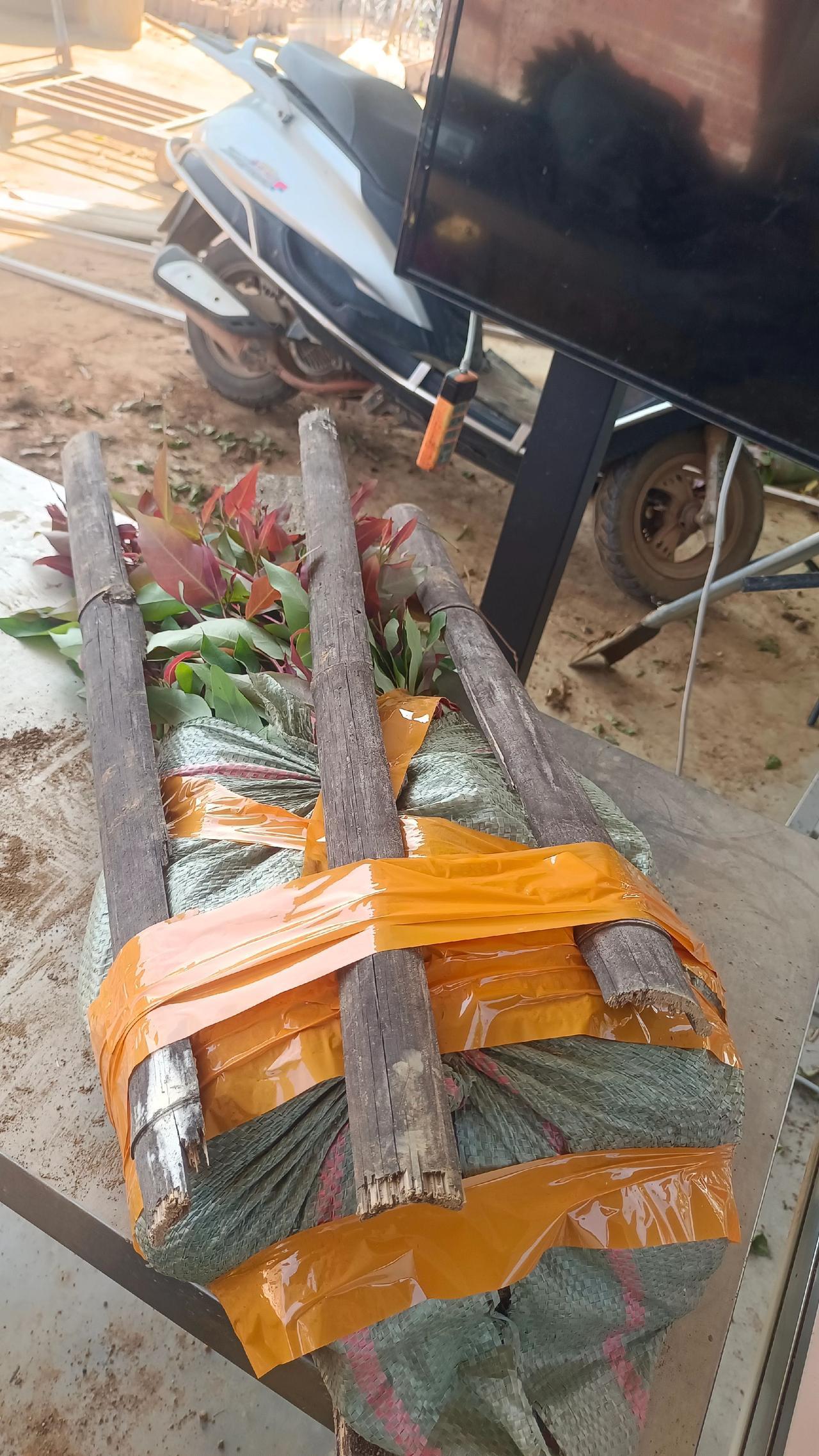 在广西除了导弹，万物皆可包装，从种植专业到打包装专业，除了考清华不行，啥都行