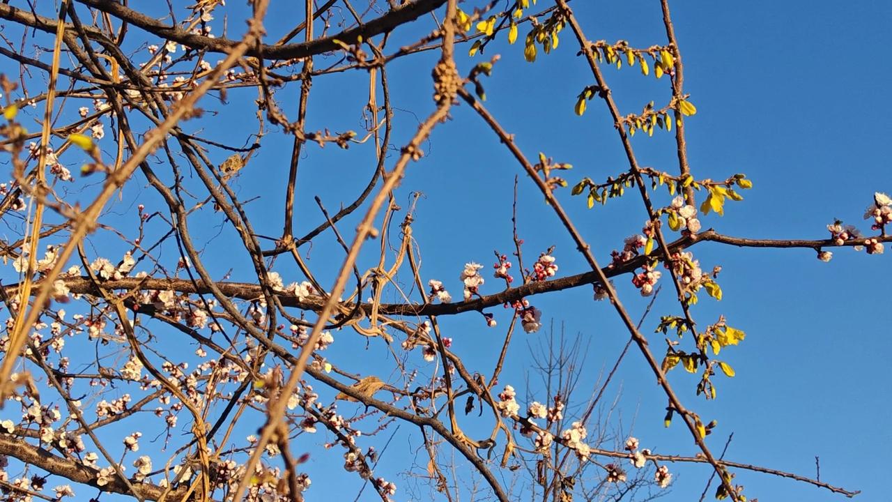 春日生活打卡季