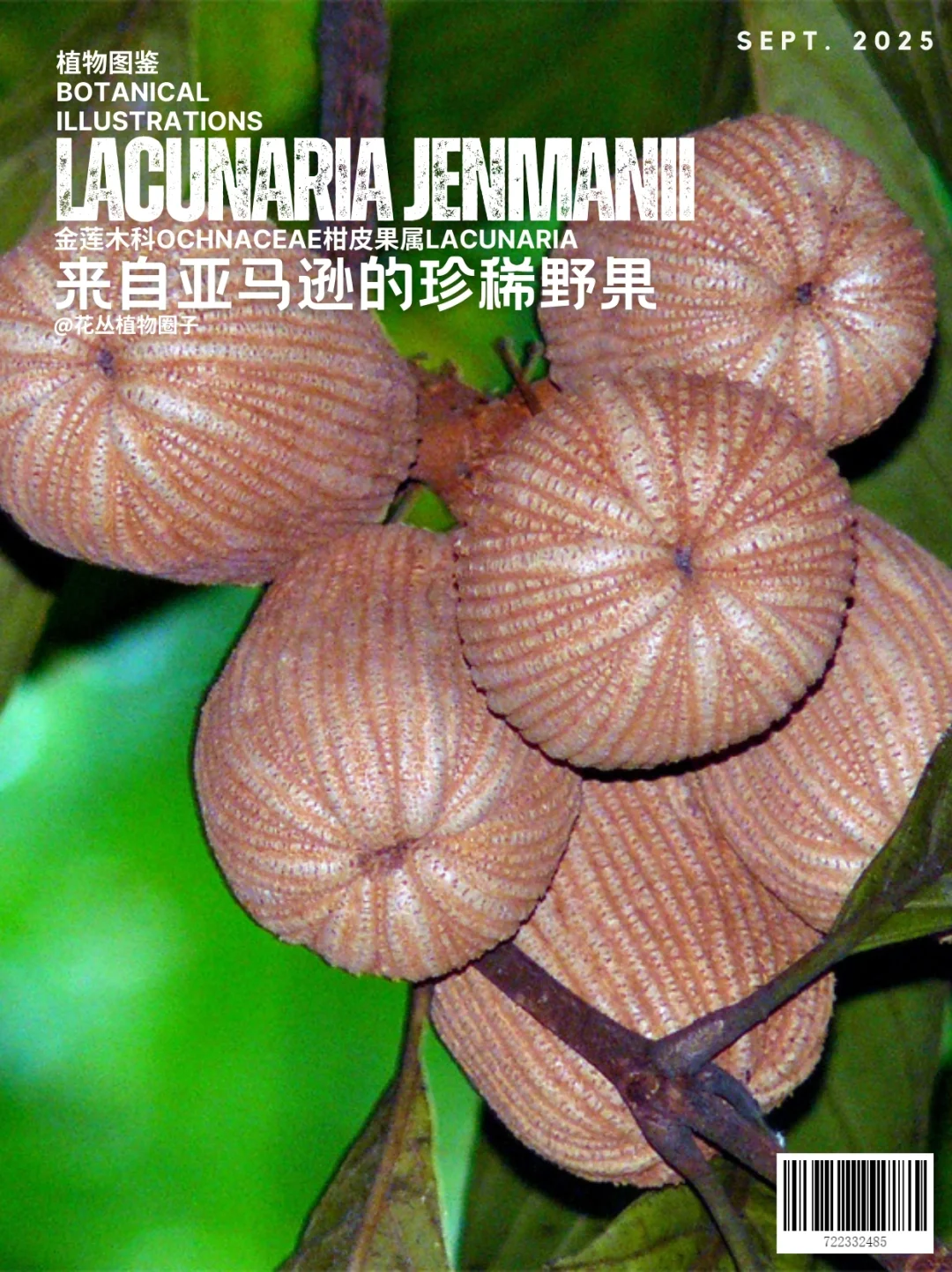 来自亚马逊的珍稀野果Lacunaria jenmanii