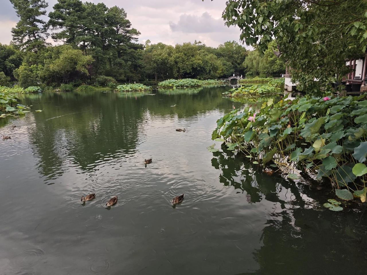 夏日的骤雨，如同命运的无常。它来得突然，去得匆匆，却能在瞬间洗净世间的尘埃。人生