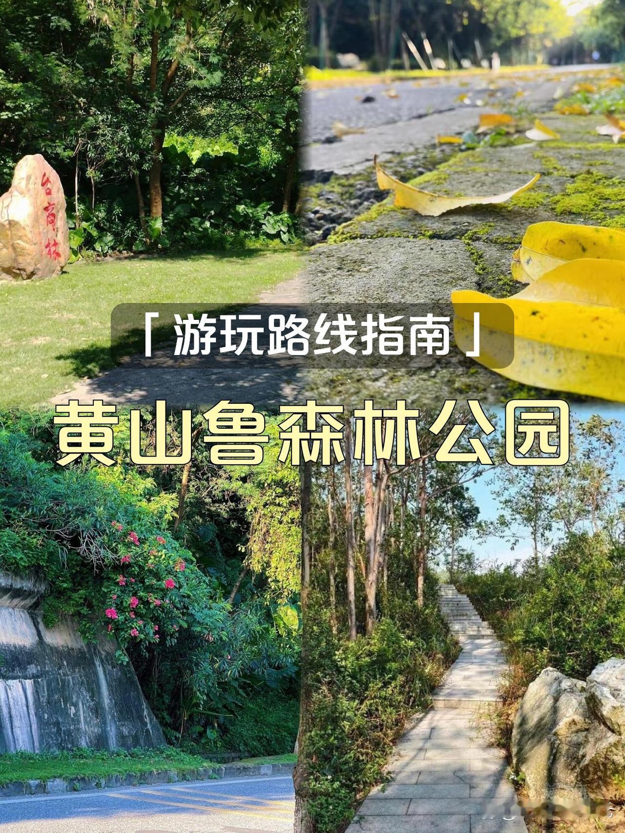 🌿逆时针漫游黄山鲁｜私藏路线不踩雷

发现一条人少景美的宝藏路线！避开人挤人，