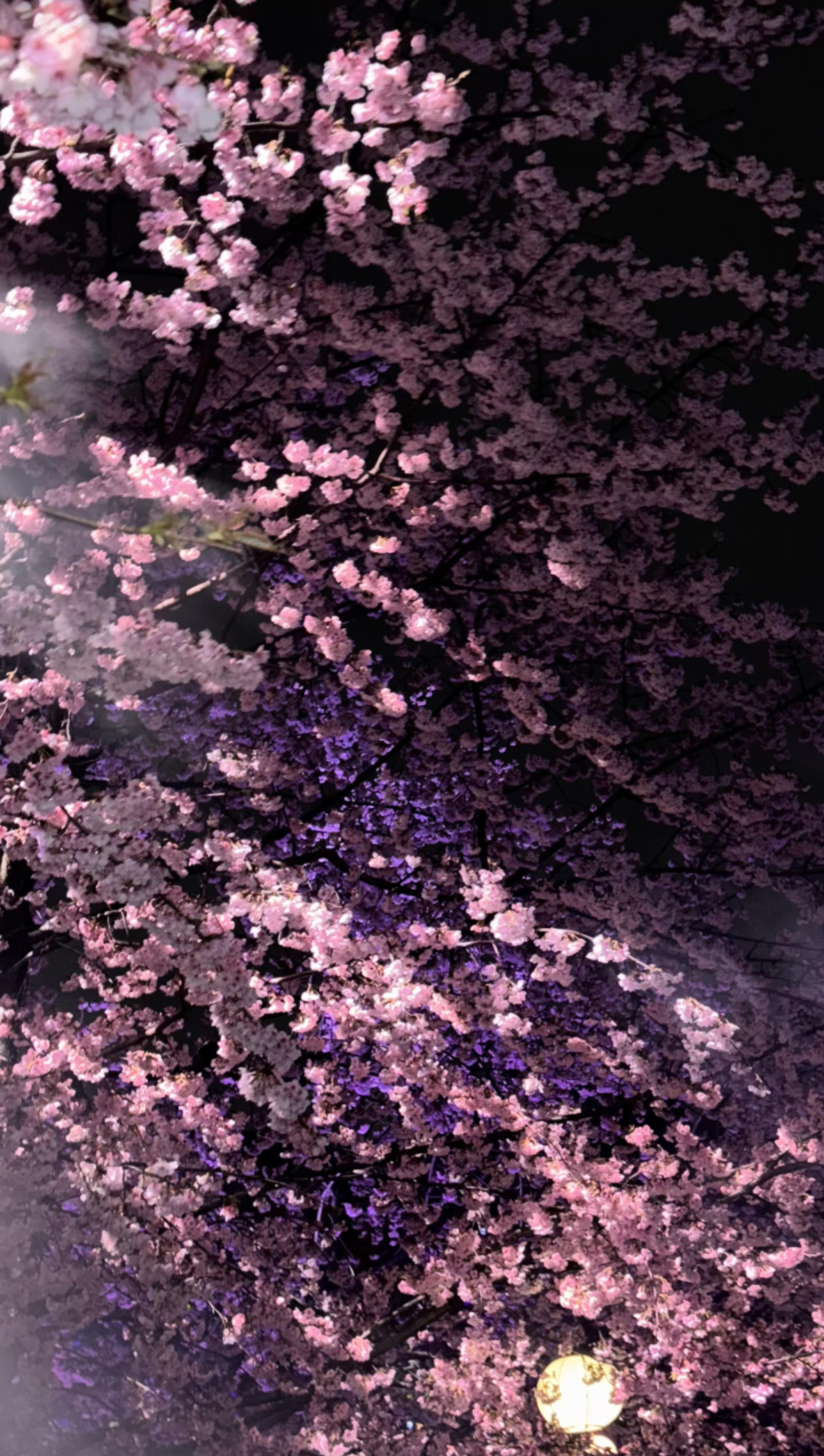 ins风壁纸分享|全是花花🌸 