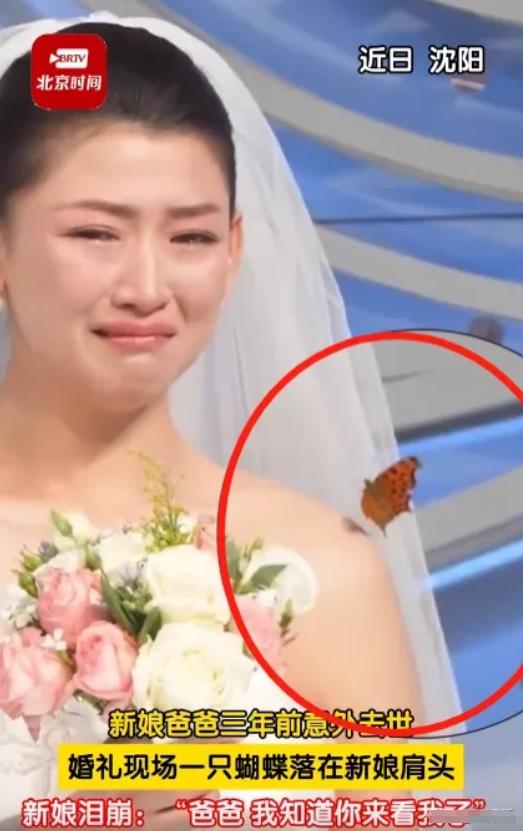 科学解释不了！结婚现场，一只蝴蝶突然落在新娘的肩膀上，让她瞬间泪如雨下：“我爸爸