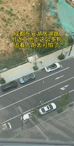是咬人的狗。
从视频上可以看以，这些狗不是一起追上来的，开始是两三只，后来是六七