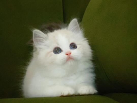 自带大眼特效的宝宝～