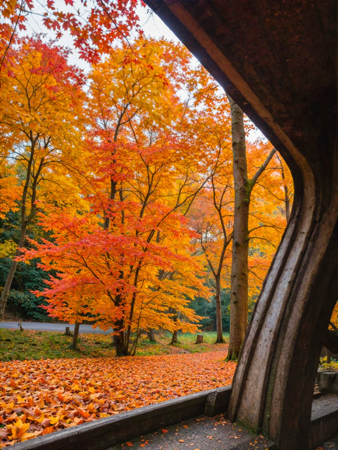 在广东也能遇到这么美的秋景🍂