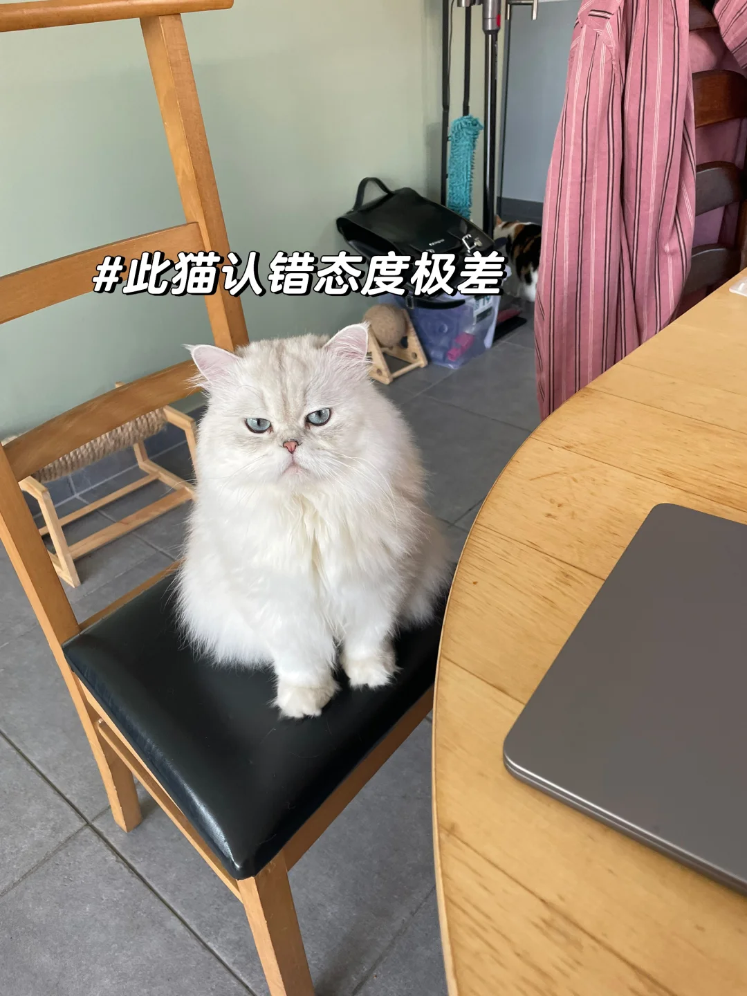 妈宝猫拒不认错⚠️