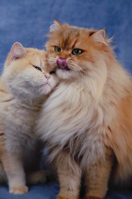 今日复古画报风小猫♥