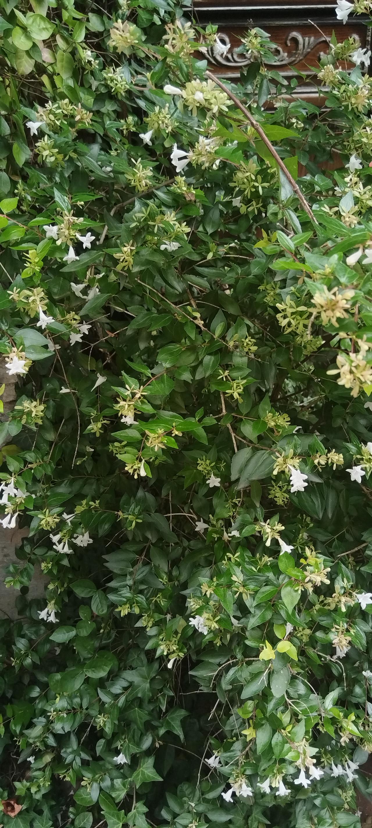 分享一张你拍的花，什么花都行