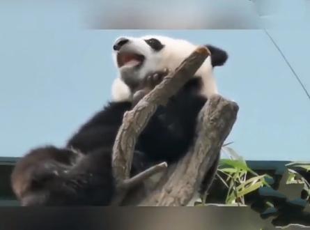 全球唯一无法回国的大熊猫欣欣，真的让人痛心。1975年，中国出于外交政策，向墨西