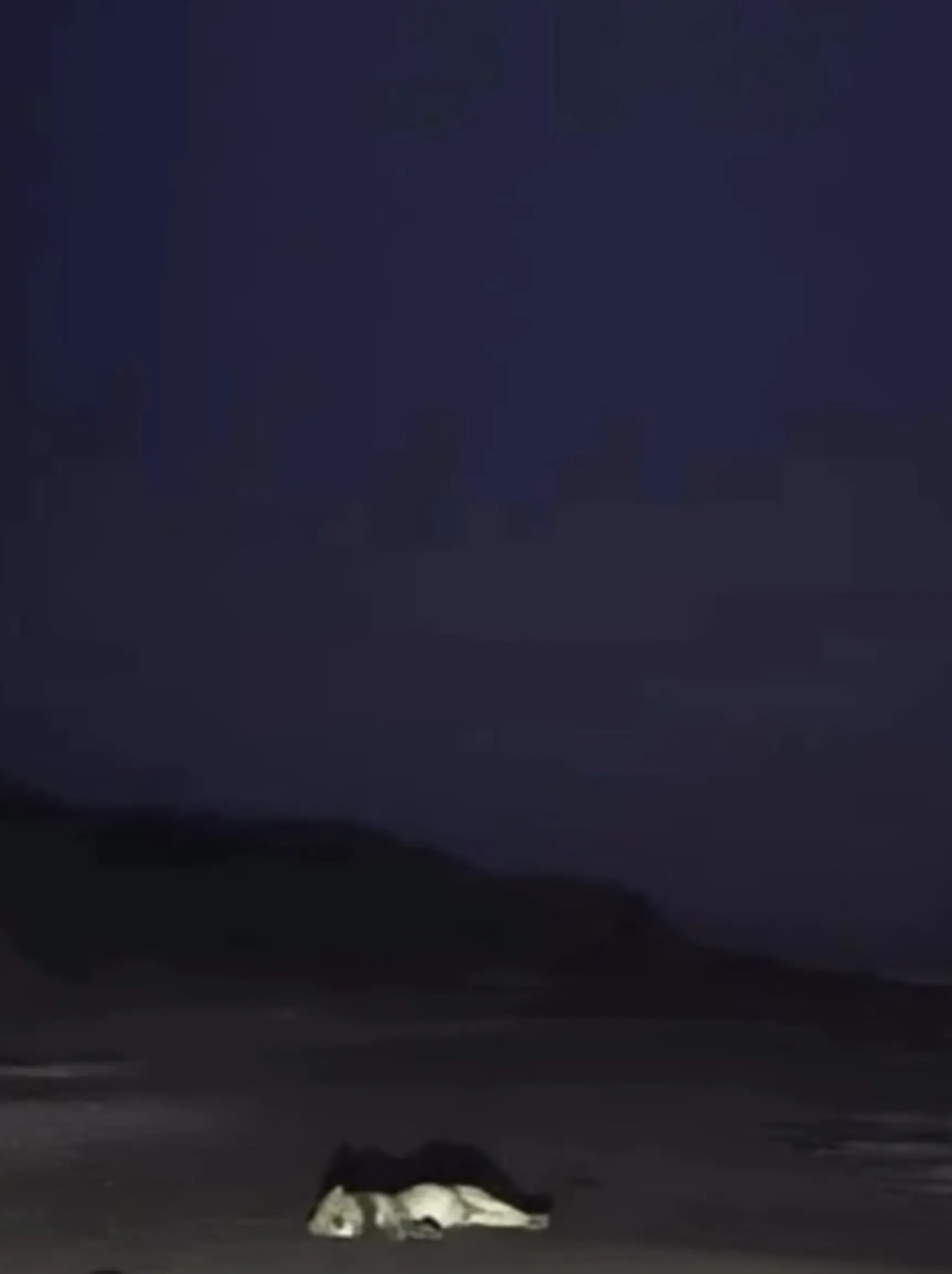 在沙滩上😪的雄狮。晚安 好梦🌙