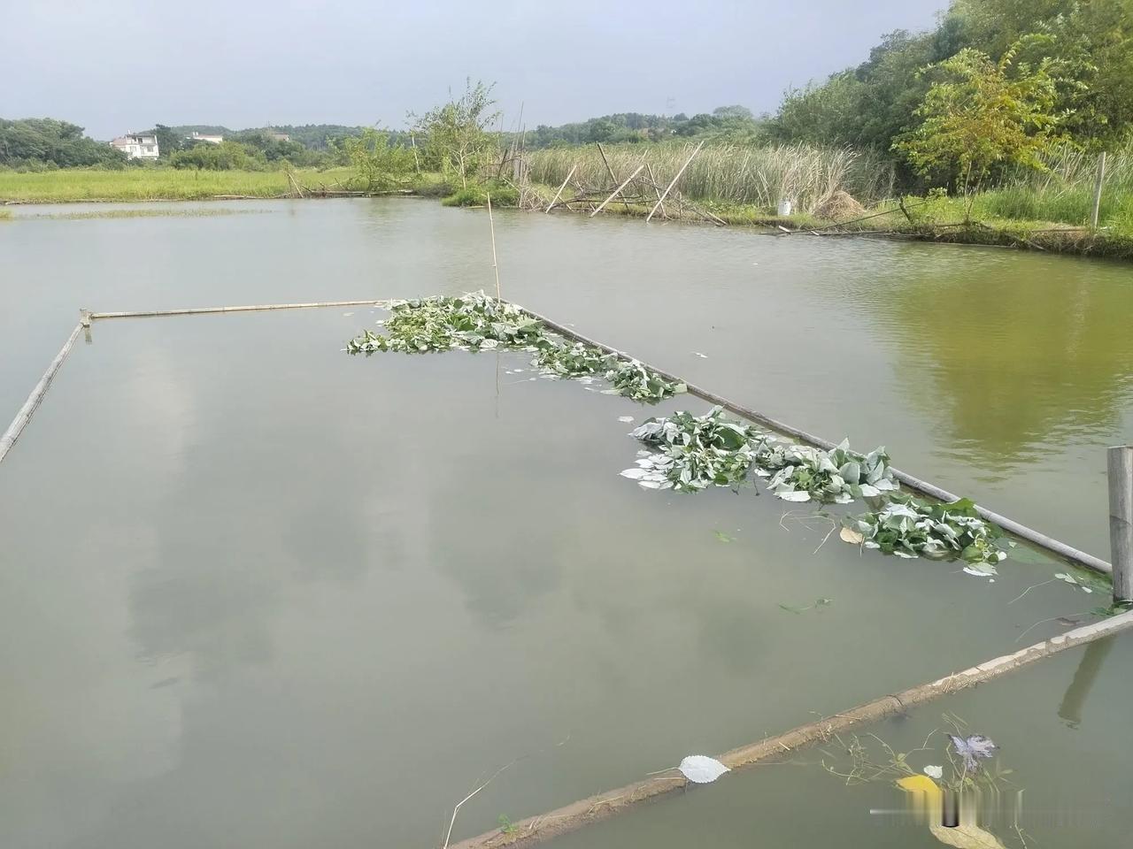 上午在东安县老年大学开会，中午开工作餐作。
散席后，才13点，老婆陪岳母吃午饭还