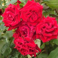 2. 一抹殷红，撞入眼底。红玫瑰不卑不亢地盛开，带着尖刺的守护，诉说着最直白的深