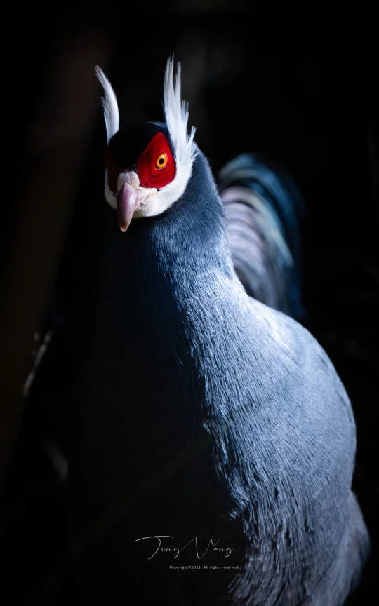 全屏封神挑战/我摊牌了，这是高原上最帅的鸡