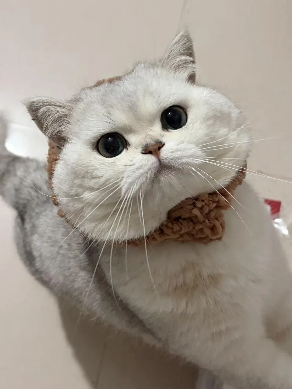 软 fufu 的小猪咪，今天也在认真长肉🐱