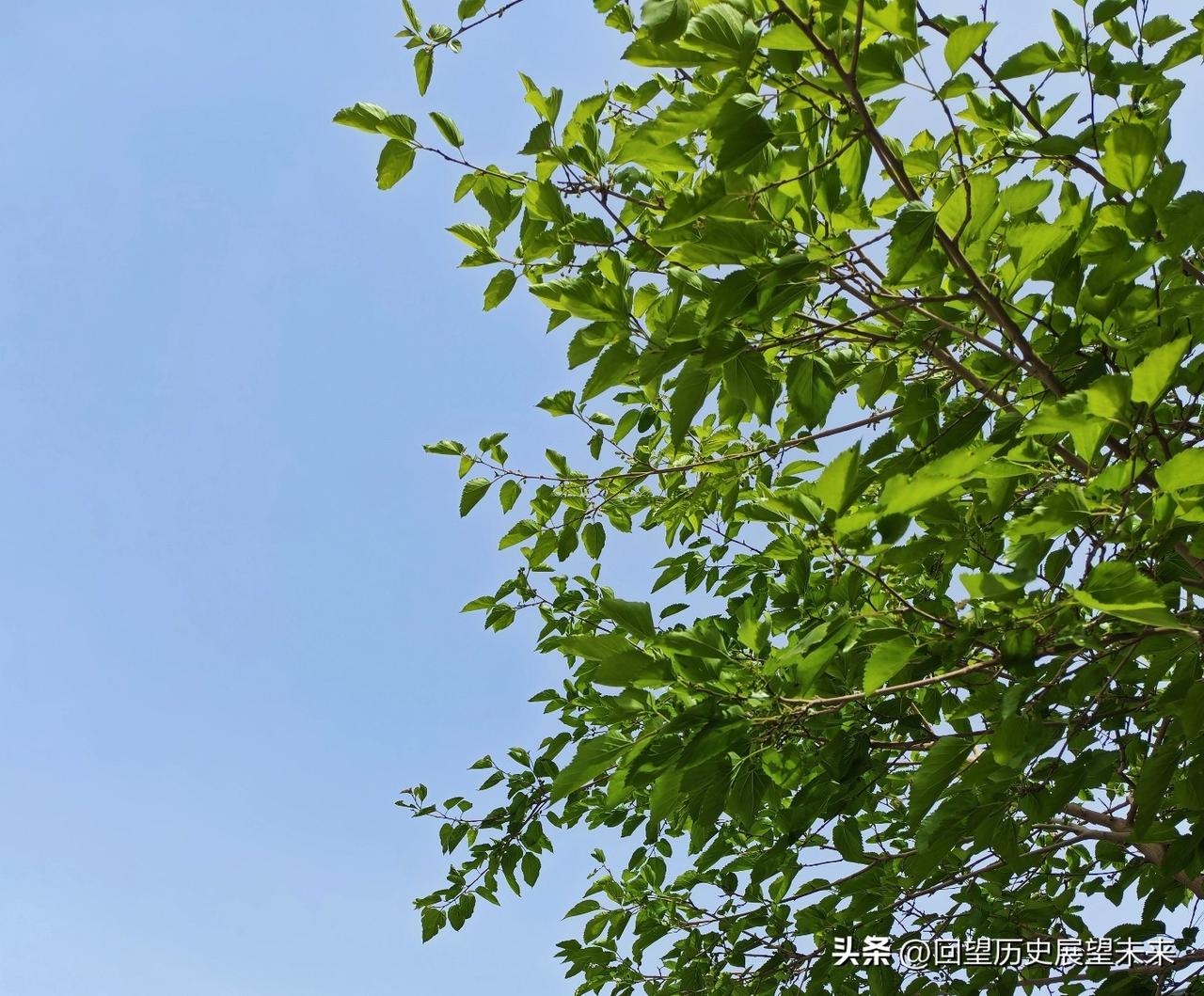 分享一张最近随手拍的照片春