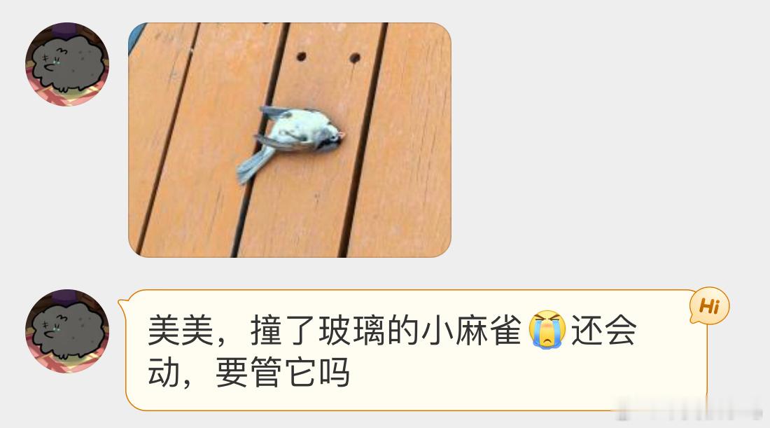 撞玻璃的鸟  撞玻璃的【灰头鸦雀】孩子撞晕了已经可以挪动到安全的灌木丛，让它缓缓