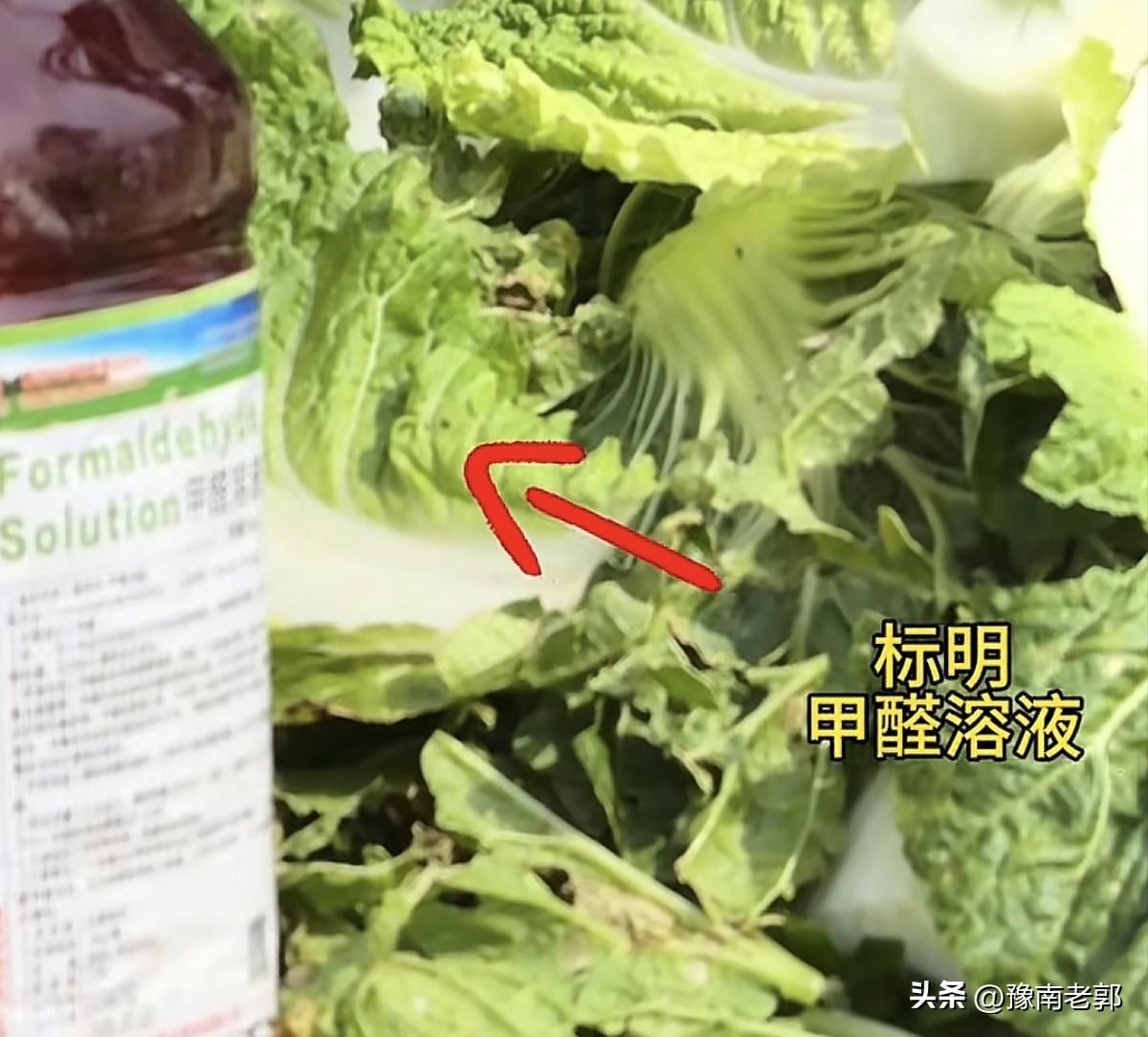 已经被博主猎渔齐哥暗访到的张家口康宝县大白菜产地为了给大白菜在运输过程中保鲜，竟