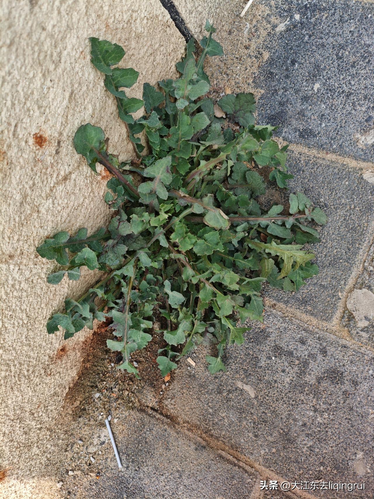 生命力在春天爆发！