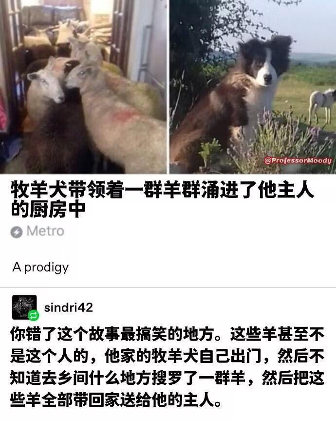 另一只牧羊犬汗流浃背了吧[允悲] ​​​