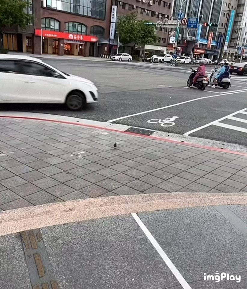 八哥：根本难不倒我！ ​​​