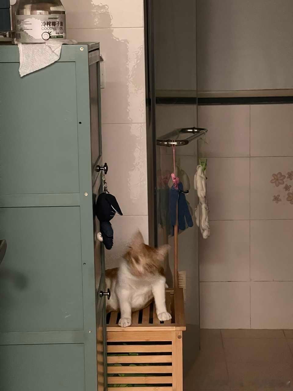 50551【丑猫】猫儿的狼性展现出来了 