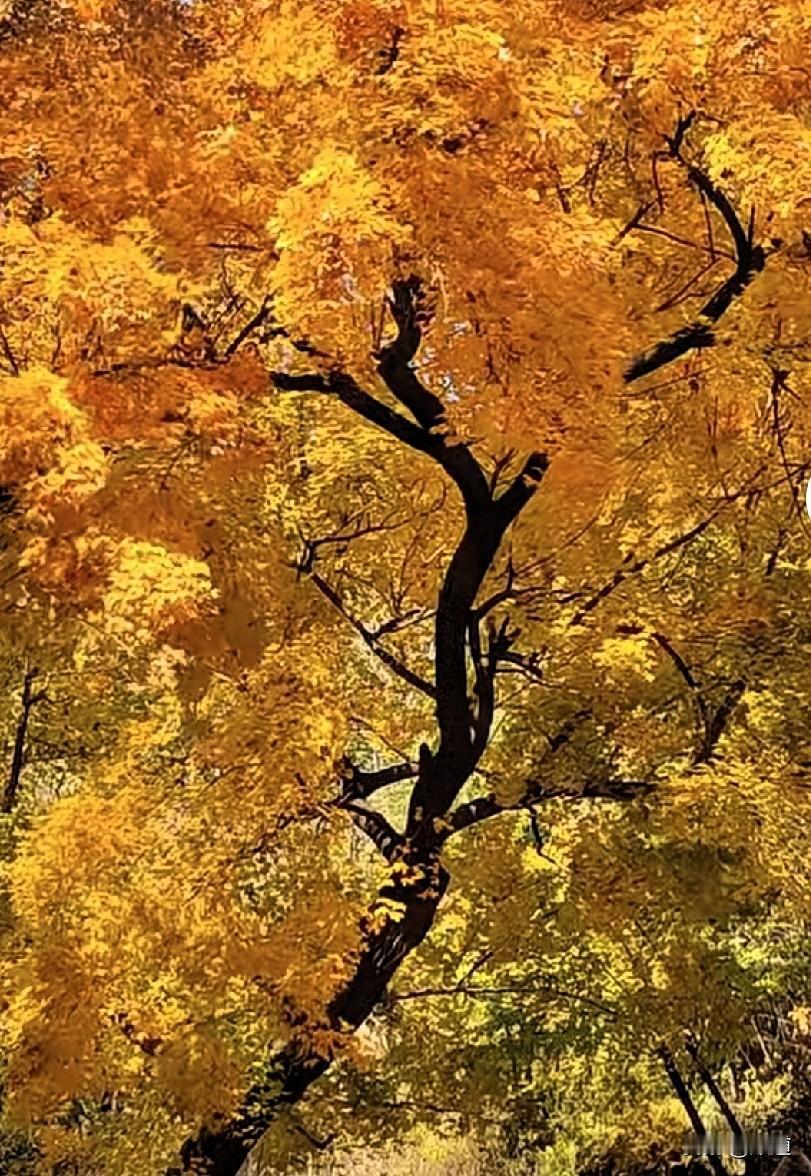 关于天文我是看了也不懂。简单点说，今年最后一场流星雨也是流星极大雨将在13日夜晚