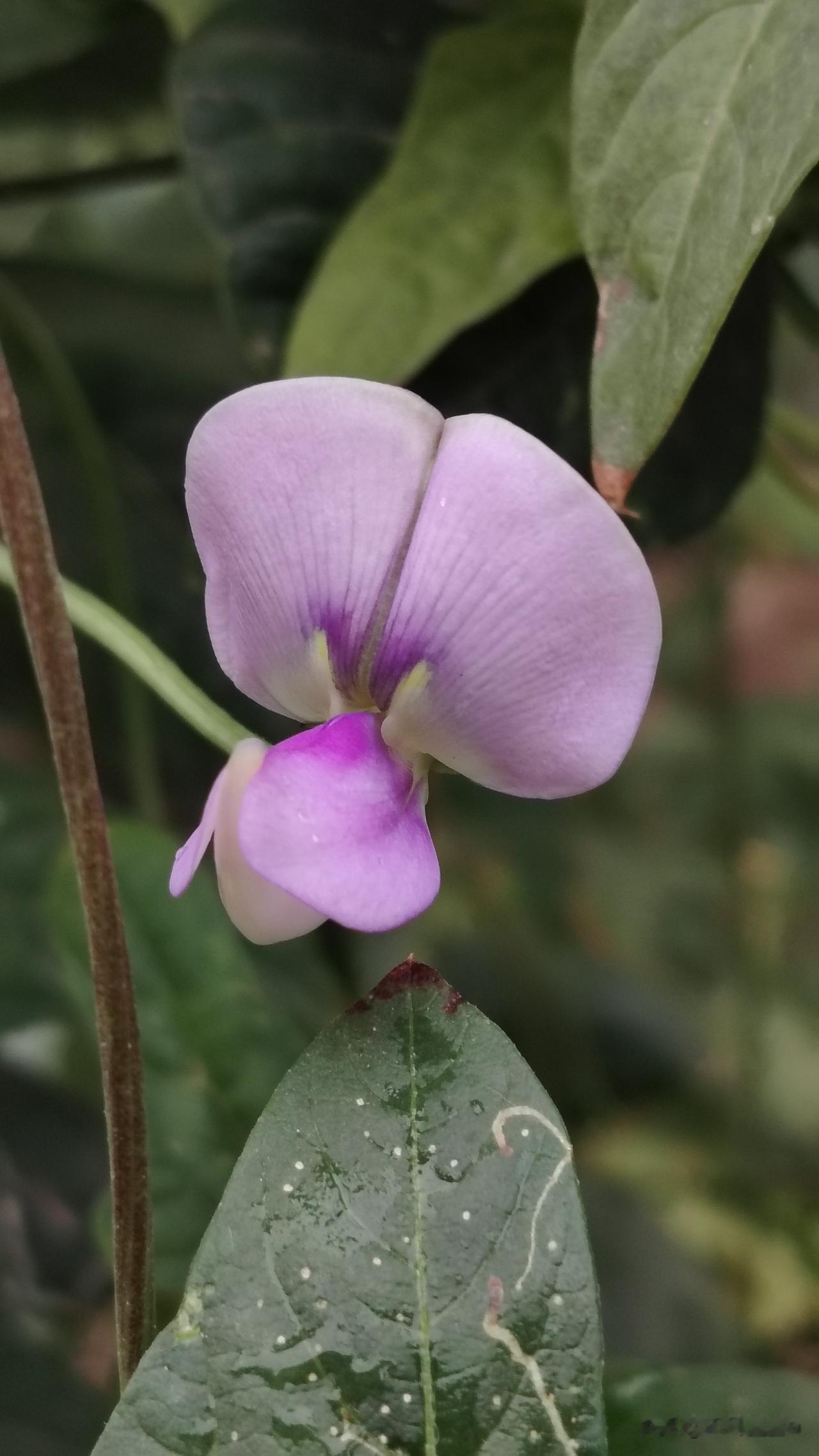 发一张你相册最近拍的花雨后，豇豆花舒展开淡粉紫的花瓣，像停在藤蔓上的小蝴蝶，