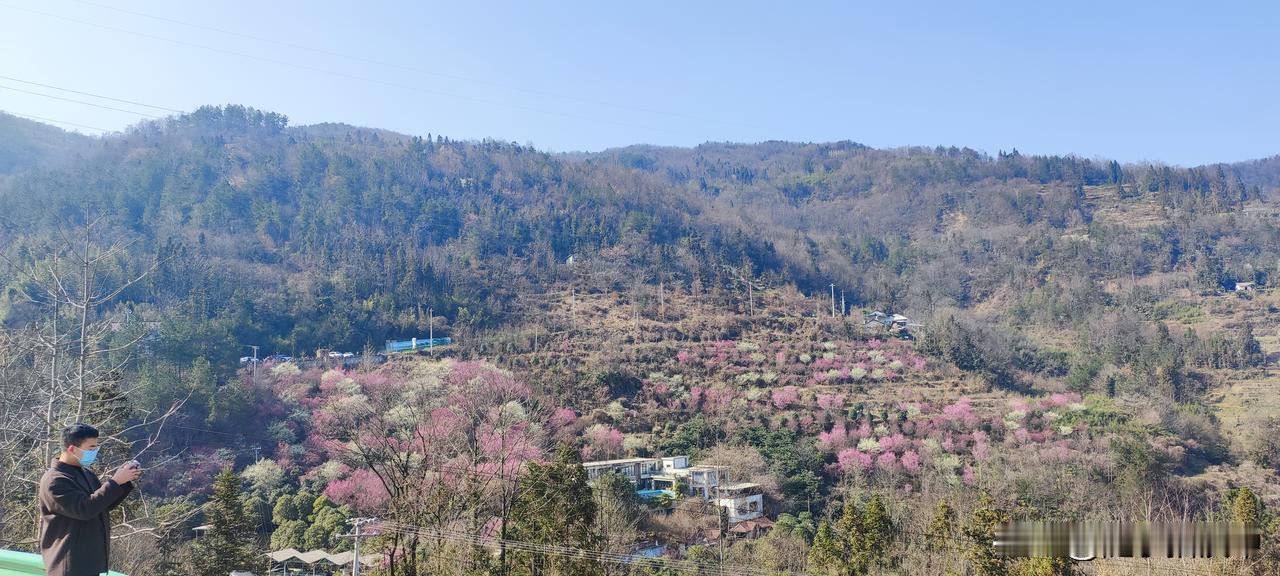今年冬天的不同花团锦簇，藏不住春！随手拍记录每一天。 分享一张随手拍