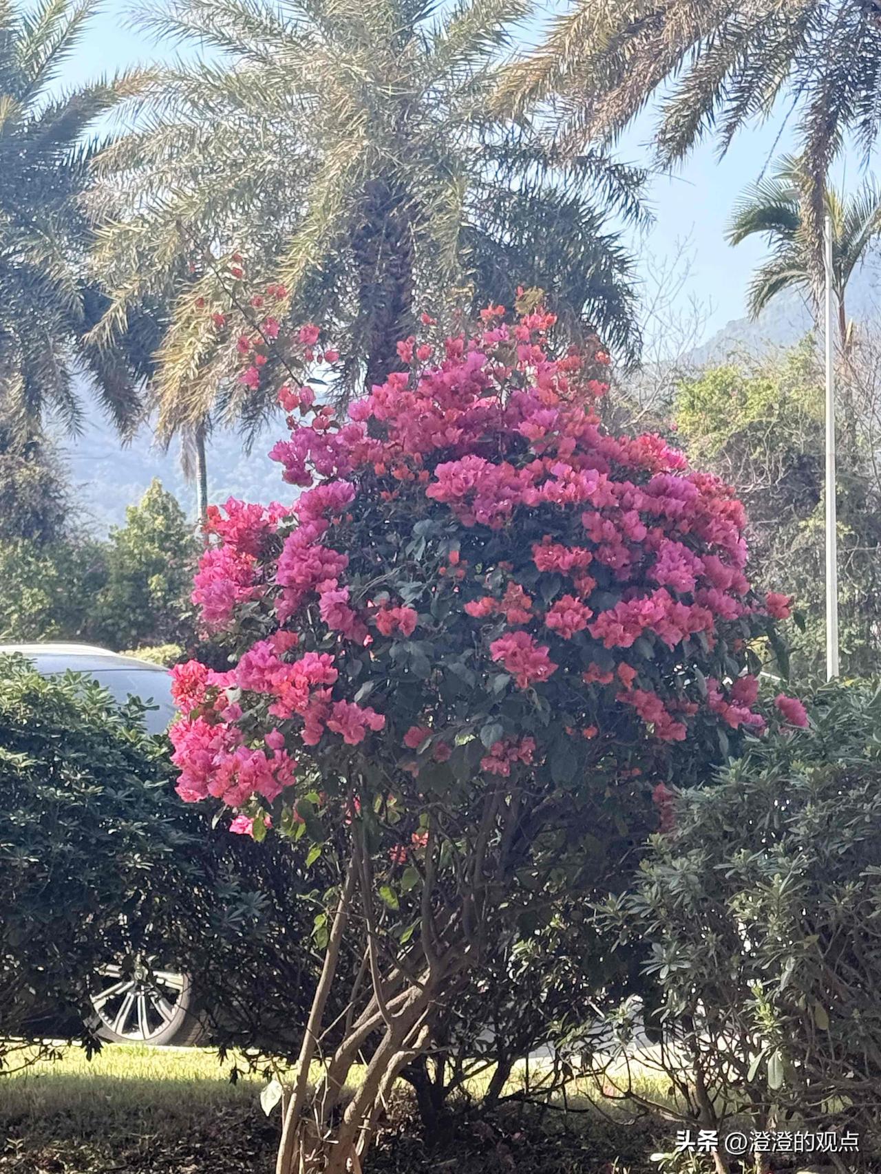 天气晴好的日子里，这丛三角梅开得热热闹闹，粉紫的花团像把小太阳攒在枝头，把整棵树