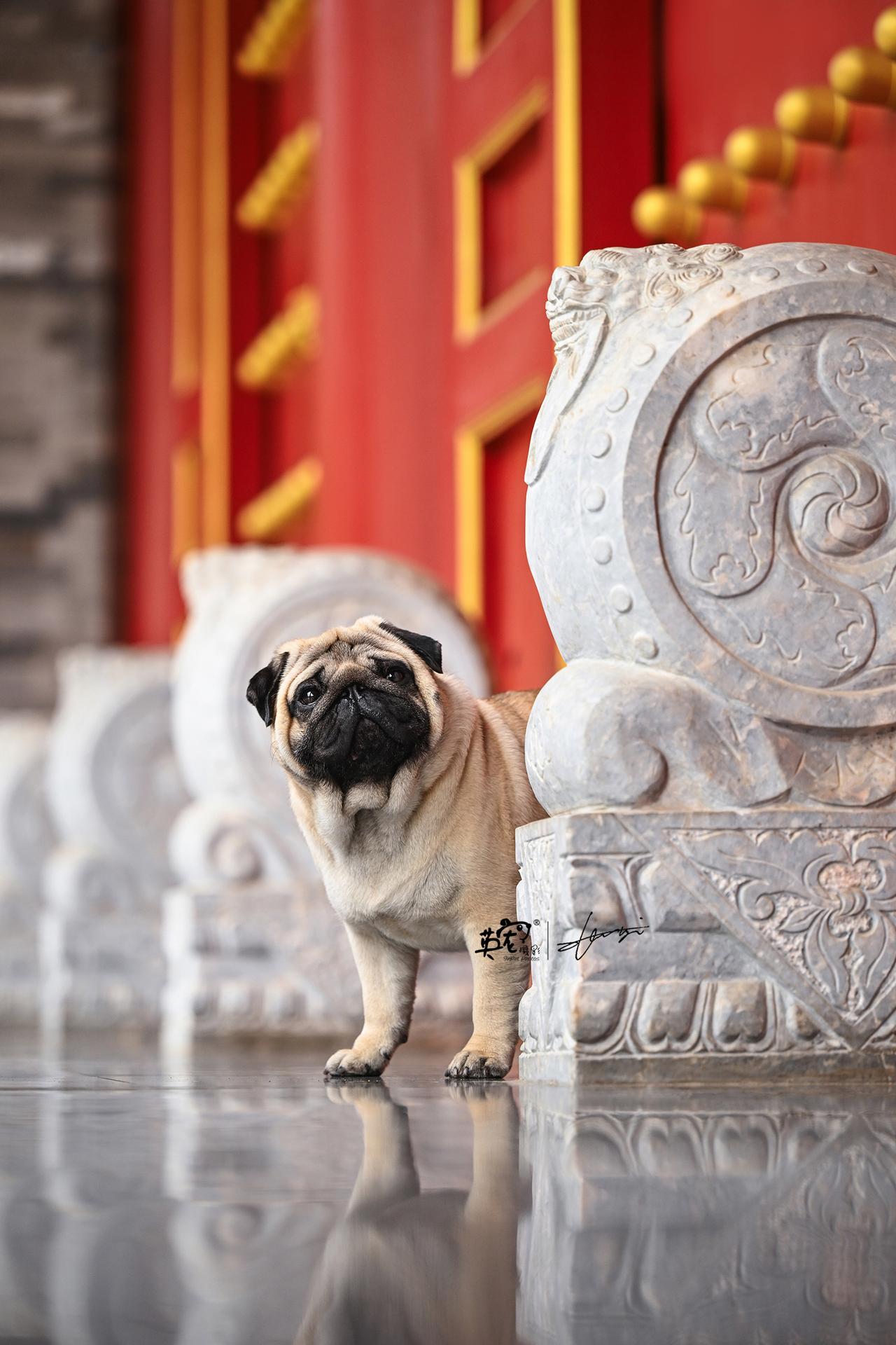 具有2000年历史的中国犬
据说汉代就在宫廷生活，现在回到这里，穿越感十足！🤩