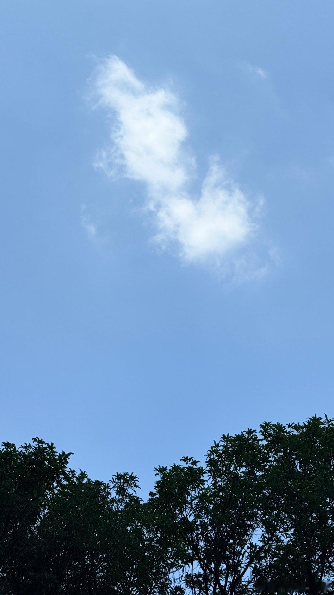 今日份的树木与天空～ ​​​
