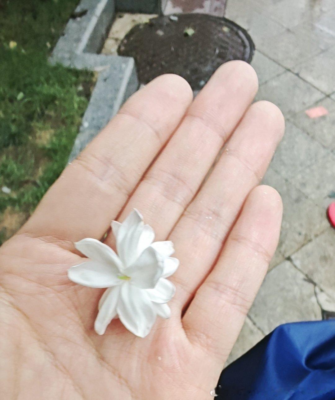 三月份买的一盆茉莉它还在开小花还是香香的让我心情好了一点点 