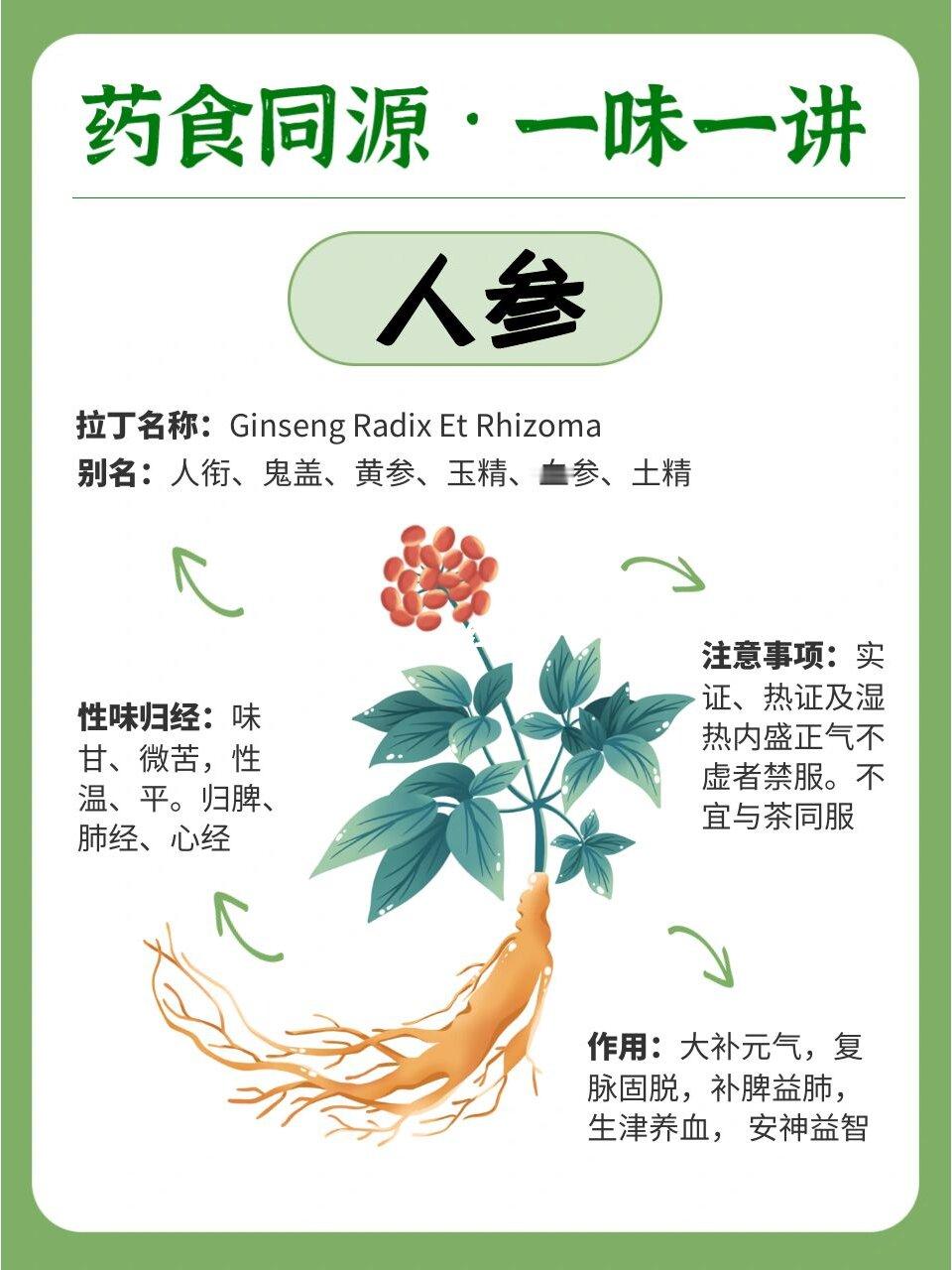 药食同源系列之人参，🫧气虚人的必备物‼️