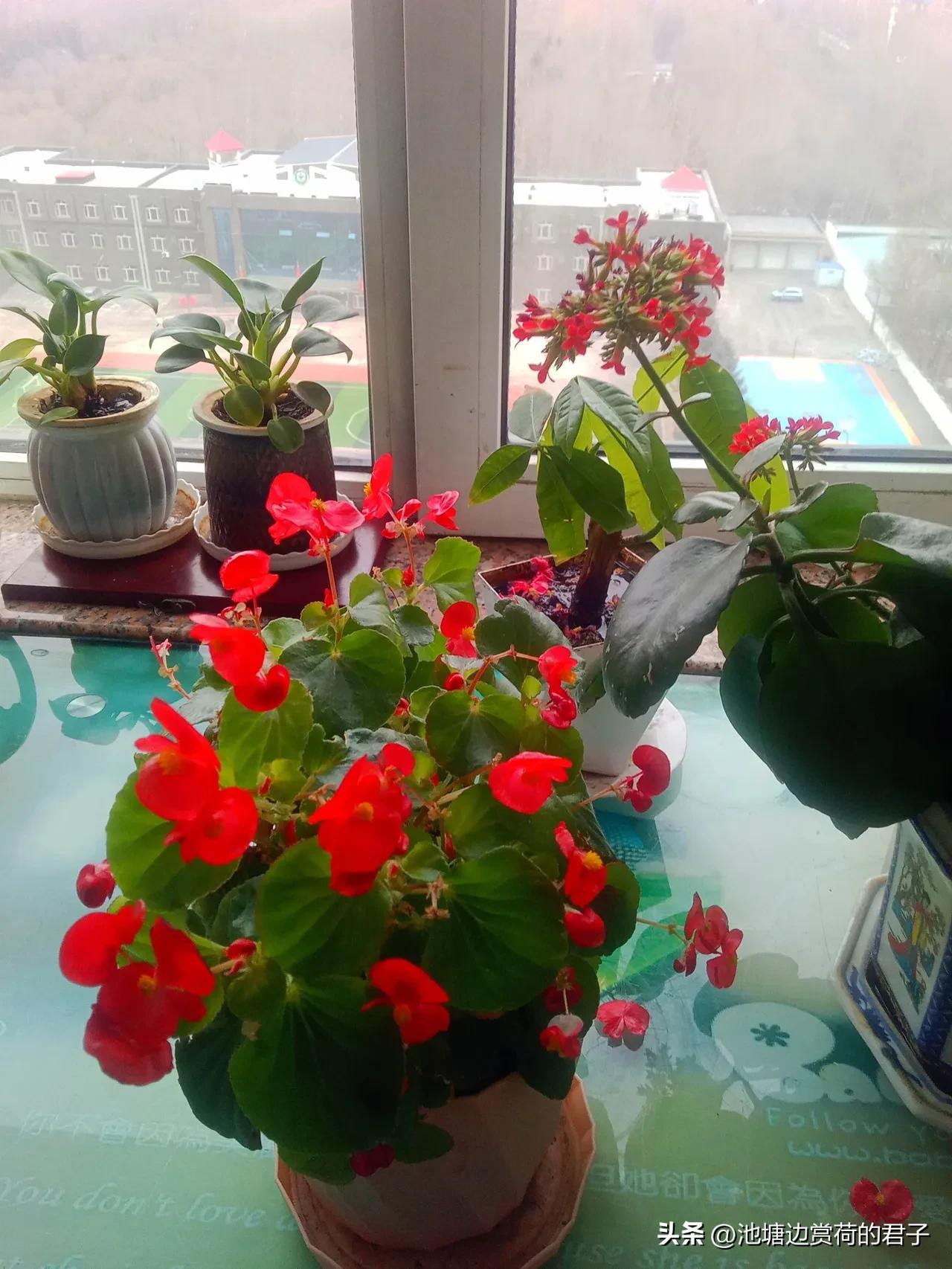 长寿花 养长寿花五年，我成了它的“铁粉”。这花简直是“养不死的存在”，我刚开始养