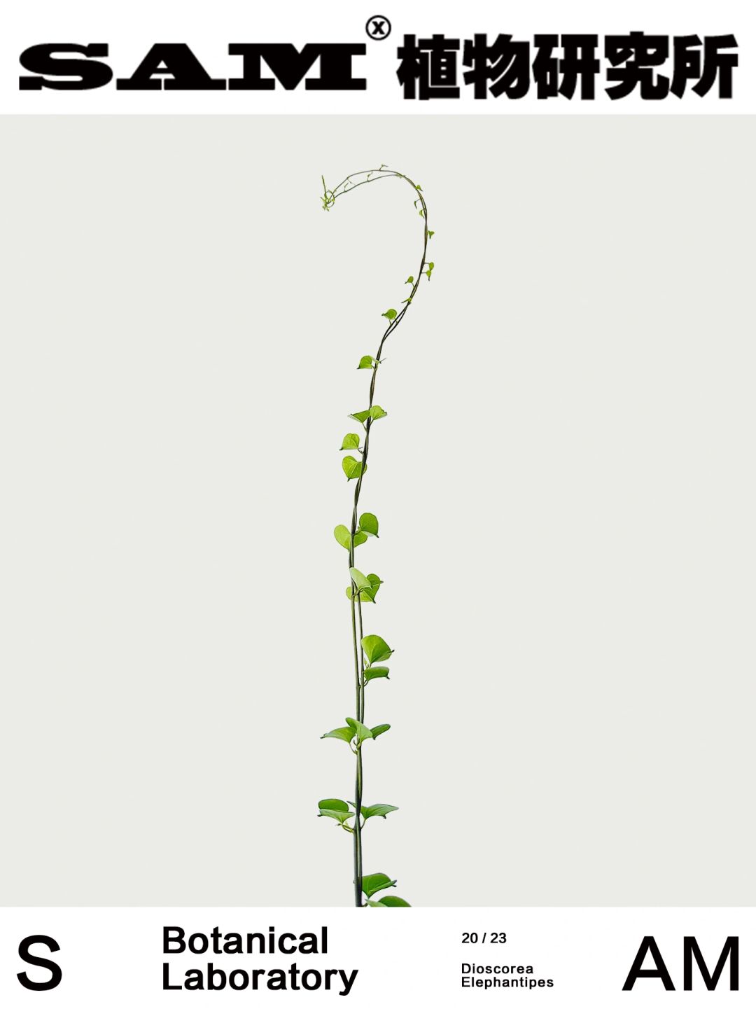 龟甲龙｜Dioscorea Elephantipes (L'Hér.) E